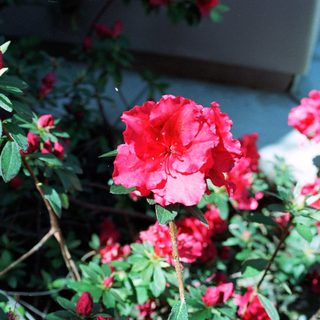 Bright red-pink azaleas in full bloom.