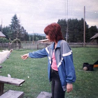 Person feeding a sheep in rural outdoor setting.