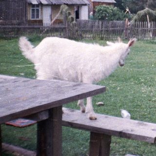 Person feeding a sheep in rural outdoor setting.