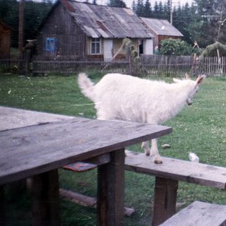 Person feeding a sheep in rural outdoor setting.