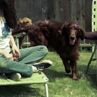Two people relaxing on lounge chairs with wet dogs.