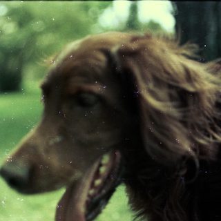 Dog looking out through a wet window.