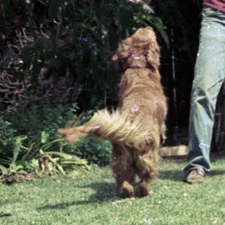 Man throwing frisbee for running dog outdoors.