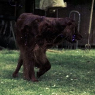 Two dogs in grassy yard, one standing, one sitting.