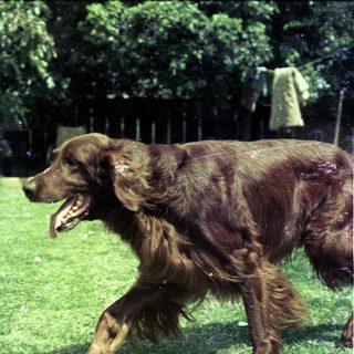 Wet brown dog running joyfully in rain.