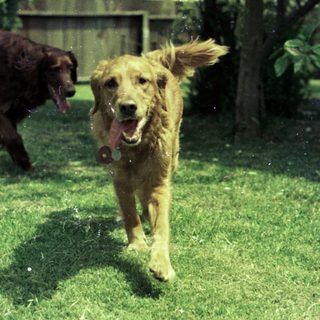 Two dogs playing in sprinkler on grass.