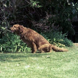 Golden dog resting on grass near trees.