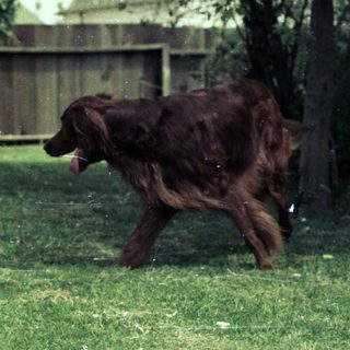 Two wet dogs running through grassy yard.