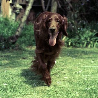 A wet brown dog running through grass.