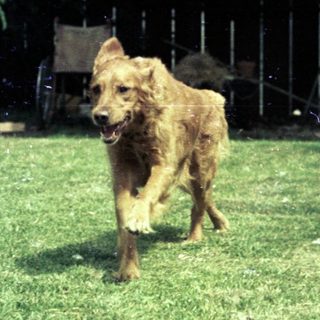 Two dogs running in a backyard.