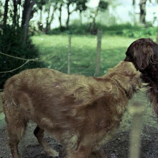 Two dogs playing together outdoors in wet conditions.
