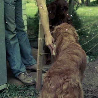 Man petting large dog through wet screen door.