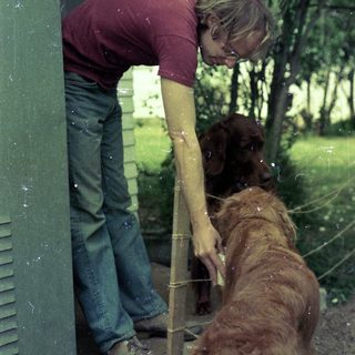 Man petting large dog through wet screen door.