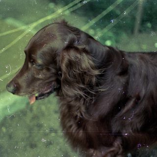 Dark dog licking or sniffing glass surface.
