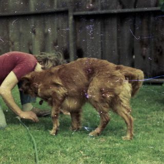 Person playing with wet dog using hose.