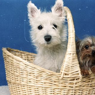 Two dogs sitting together in a wicker basket.
