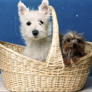 Two dogs sitting together in a wicker basket.