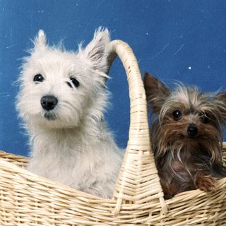 Two dogs sitting together in a woven basket.