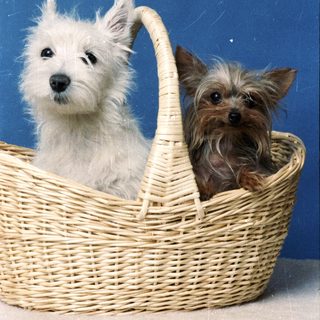 Two dogs sitting together in a woven basket.