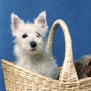 Two dogs sitting together in a woven basket.