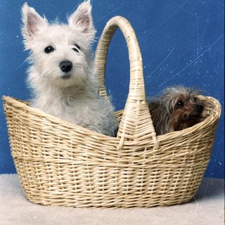 Two dogs sitting together in a woven basket.