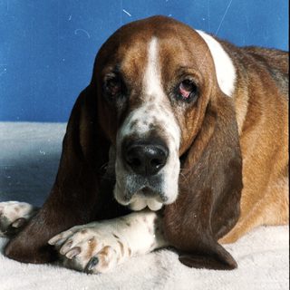 Brown and white basset hound resting indoors.
