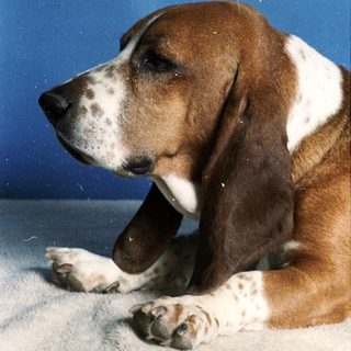 Brown and white dog lying on carpet.