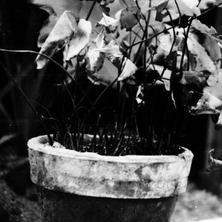 Dying potted plant with wilted, blackened leaves.