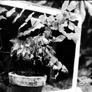 Dying potted plant with wilted, blackened leaves.