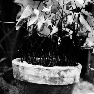 Dying potted plant with wilted leaves.
