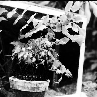 Dying potted plant with wilted leaves.