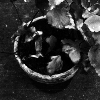 Broken plant with fallen leaves on cracked ground.