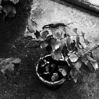 Broken plant with fallen leaves on cracked ground.