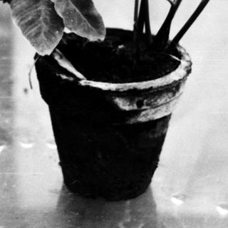 A potted plant with wilted leaves outdoors.
