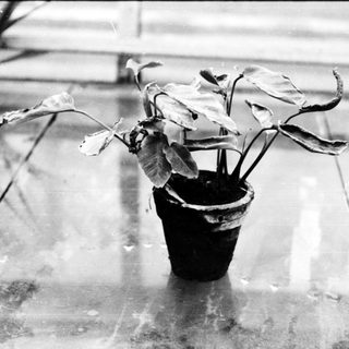 A potted plant with wilted leaves outdoors.