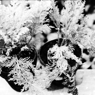 Frost-covered ornamental plants in pots.