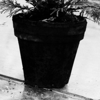 Two potted plants with feathery foliage on a table.