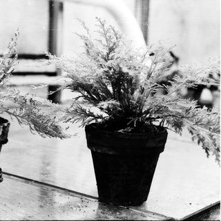 Two potted plants with feathery foliage on a table.