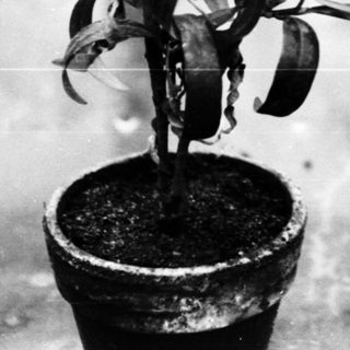Two potted plants with long, curved leaves.