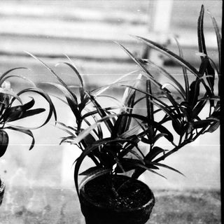 Two potted plants with long, curved leaves.