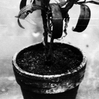 Two potted plants with broad, spiky leaves.