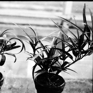 Two potted plants with broad, spiky leaves.