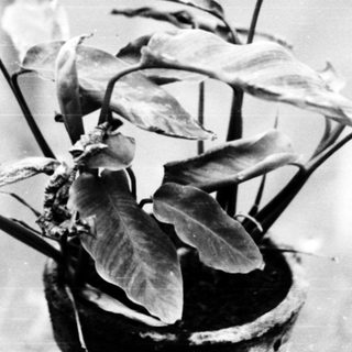 Young potted plant with large leaves indoors.