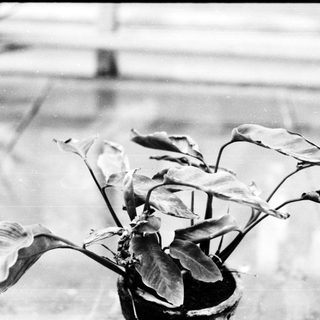 Young potted plant with large leaves indoors.