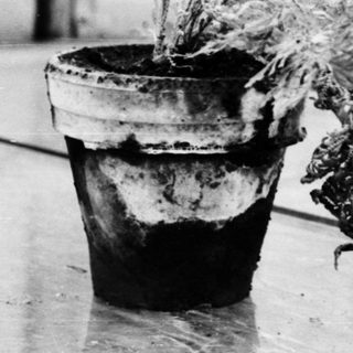 Two potted plants on a table indoors.