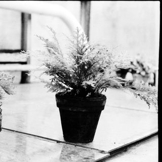 Two potted plants on a table indoors.