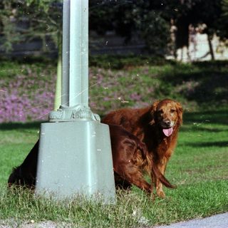 Golden retriever sitting by sidewalk.