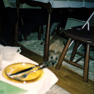 Dog peeking from under a table in a messy indoor setting.