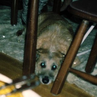 Dog peeking from under a table in a messy indoor setting.