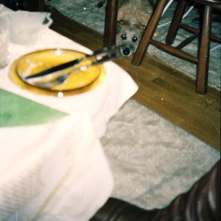 Dog peeking from under a table in a messy indoor setting.